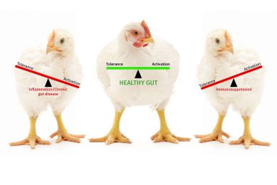 Balance in inflammatory responses means a healthy gut and increases efficiency. Photo: DSM