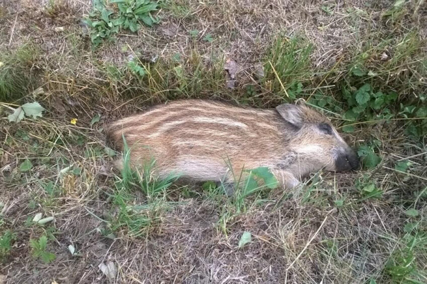 Hope for wild boar is shimmering at the horizon as a vaccine candidate also appears to be working well through the oronasal route. Photo: Petr Satran, Czech State Veterinary Administration