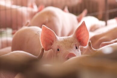 About 90% of pig farming in Chile is concentrated in 3 regions, namely Santiago, O'Higgins, and Maule. Photo: Aprocer
