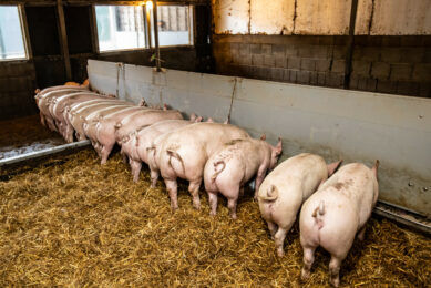 organic pork quality